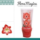 Гиппеаструм Exotic Striped Flora Magica 2 ствола d13 см h25 см тип 2