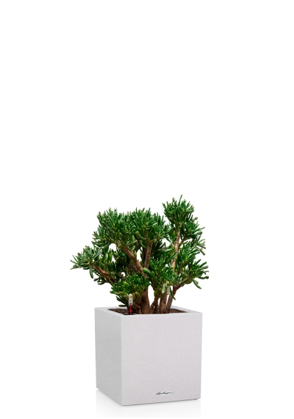 Крассула Хоббит 30/60 см в CANTO STONE LOW 30