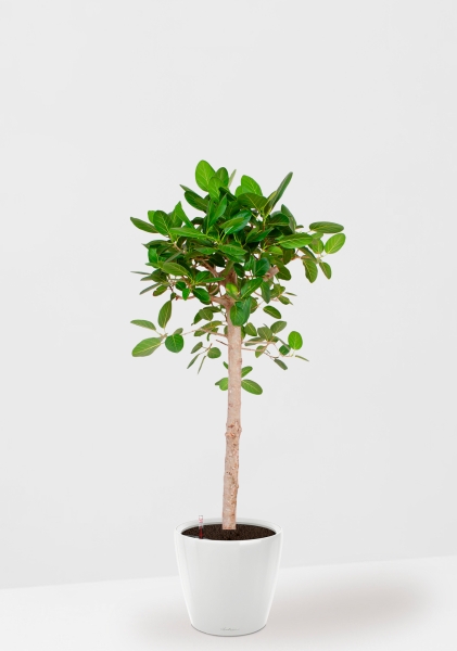 Фикус Бенгальский Одри на штамбе 24/110 см в CLASSICO LS 35 Фикус Бенгальский Одри на штамбе 24/110 см в CLASSICO LS 35