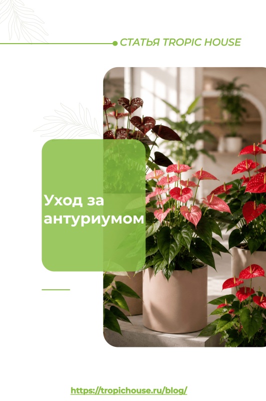 Уход за антуриумом от А до Я: пошаговая инструкция, выбор грунта, размножение и каталог сортов