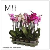 Фаленопсис 2 ствола White Purple Pink Mix 16+ (orchid Growers d12 см h60 см Фаленопсис 2 ствола White Purple Pink Mix 16+ (orchid Growers d12 см h60 см