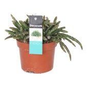 Рипсалис Бацифера Horrida d10.5 см h20 см тип 1