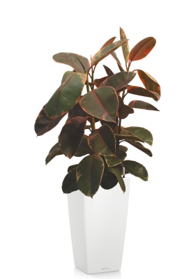 Фикус Эластика Белиз 3 ствола 27/100 см в CUBICO COLOR 30, белый