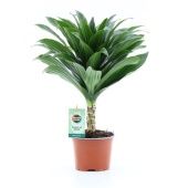 Драцена Джанет Крейг Компакта 1 ствол d12 см h40 см
