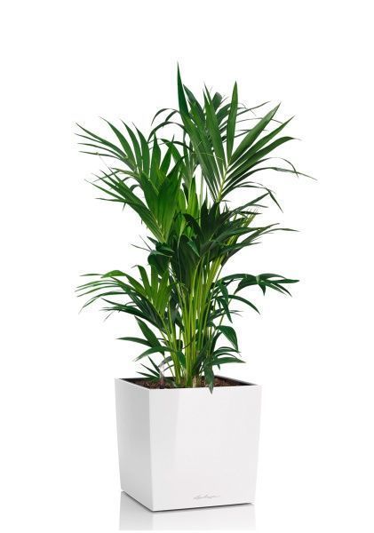 Ховея Кентия 27/120 см в CUBE 40