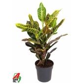 Кротон Кодиеум Экселлент 1 ствол d19 см h70 см Кротон Кодиеум Экселлент 1 ствол d19 см h70 см