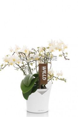 Орхидея Вайлд в ORCHIDEA 18 Орхидея Вайлд в ORCHIDEA 18