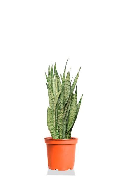 Сансевиерия Зейланика 17/65 см