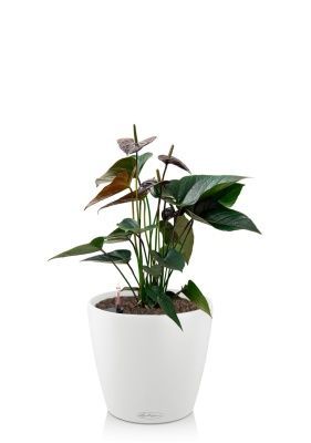 Антуриум Андре шоколадный 17/55 см в CLASSICO 18, белый