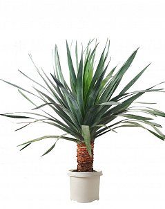 Юкка Эксклюзив 38/100 см