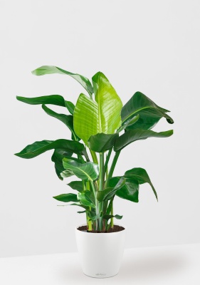 Стрелиция Николай 27/140 см в CLASSICO COLOR 35, белый Стрелиция Николай 27/140 см в CLASSICO COLOR 35, белый