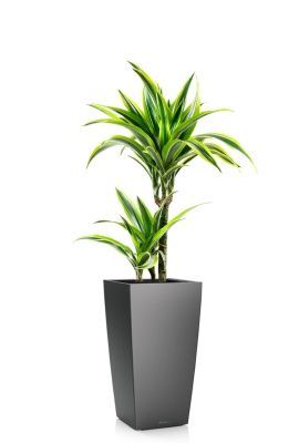 Драцена Лемон Лайм 2 ствола 17/65 см в CUBICO 22, антрацитовый металлик