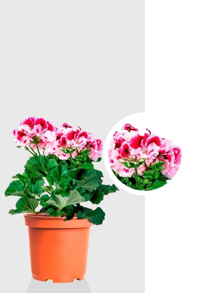 Пеларгония Грандифлора 12/25 см