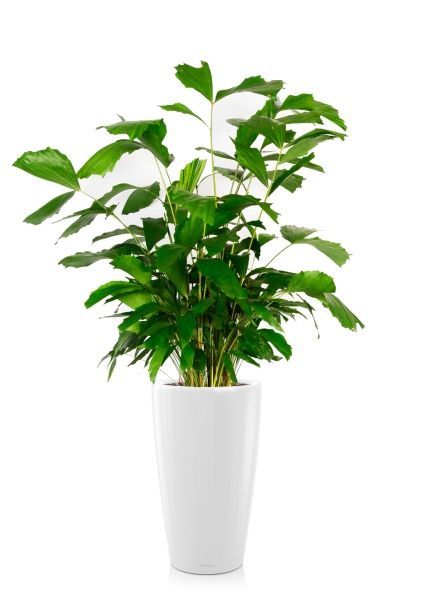 Кариота 27/160 см в RONDO 40 Кариота 27/160 см в RONDO 40