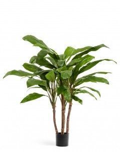 Кордилина зелёная крупнолистная на стволах