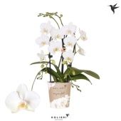 Фаленопсис Little Kolibri 2st Niagara Fall White d9 см h40 см