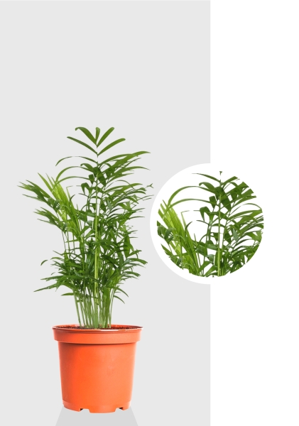 Хамедорея Элеганс 9/30 см