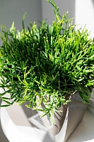 Рипсалис подвесной 17/30 см в CLASSICO LS 21 Рипсалис подвесной 17/30 см в CLASSICO LS 21