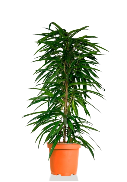 Фикус Али пирамида 24/120 см Фикус Али пирамида 24/120 см