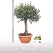 Олива европейская d60 см h170 см Олива европейская d60 см h170 см