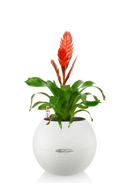 Вриезия красная в PURO 20 Вриезия красная в PURO 20