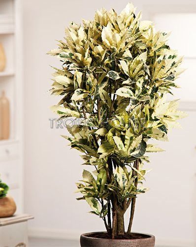 Кротон (Кодиеум) Тамара 30/130 см