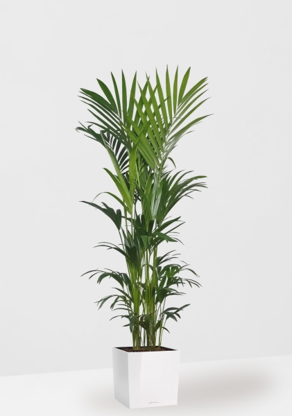 Ховея Кентия 31/220 см в CUBE 40 Ховея Кентия 31/220 см в CUBE 40