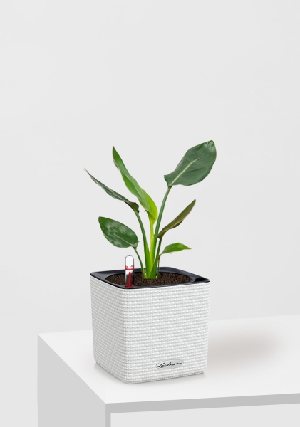 Стрелиция Регина 9/30 см в CUBE COLOR 14