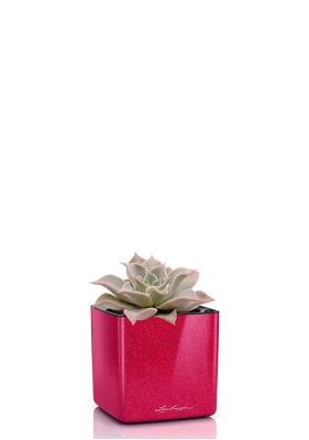 Эхеверия Мадиба 12/16 см в CUBE GLOSSY KISS 14, вишнево-розовый блестящий