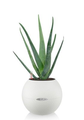 Алоэ Вера в PURO 20, белый