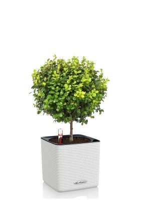 Мирсина CUBE COLOR 14, белый