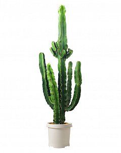 Эуфорбия Ингенс макси 35/160 см