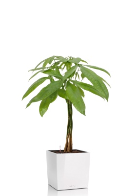 Пахира Акватика косичка 21/90 см в CUBE 30, белый блестящий Пахира Акватика косичка 21/90 см в CUBE 30, белый блестящий