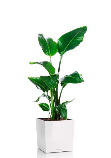 Стрелиция Николай 19/90 в CUBE 30