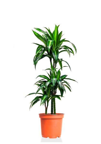 Драцена Гавайская 3 ствола 21/110 см