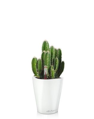 Кактус Цереус Флорида 9/20 см в MINI DELTINI 10, белый блестящий