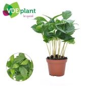 Кофе Арабика d7 см h15 см тип 2