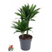 Драцена Грин Джевел 2 ствола d19 см h70 см Драцена Грин Джевел 2 ствола d19 см h70 см