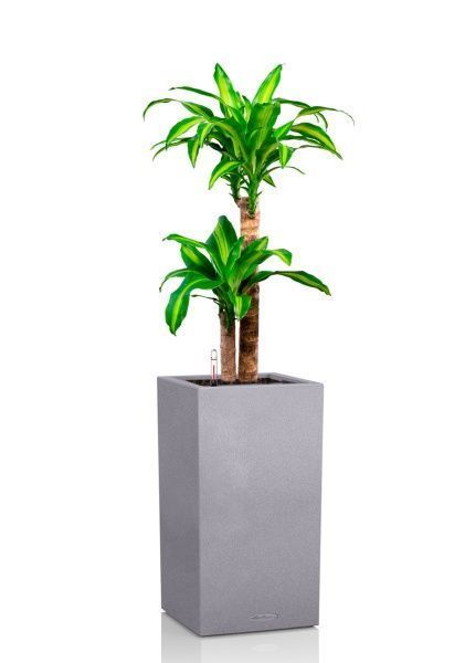 Драцена Массанжеана 2 ствола 19/100 см в CANTO STONE HIGH 30