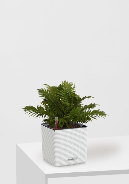 Блехнум 12/30 см в CUBE Color 14