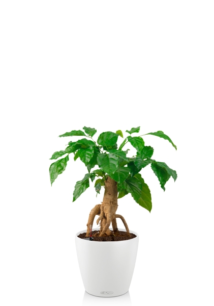 Радермахера бонсай 12/30 см в CLASSICO COLOR 18