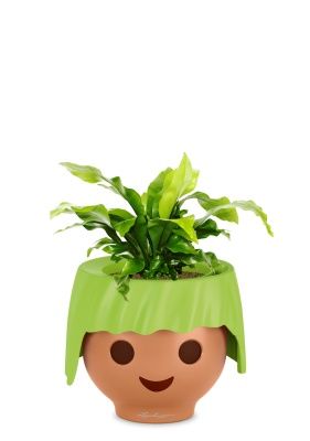 Асплениум Нидус 12/25 в OJO, зеленый