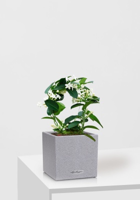 Стефанотис 12/30 см в CANTO STONE 14, серый камень