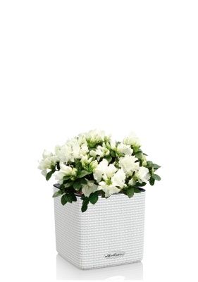 Азалия индика микс 12/25 см в CUBE COLOR 16, белый Азалия индика микс 12/25 см в CUBE COLOR 16, белый