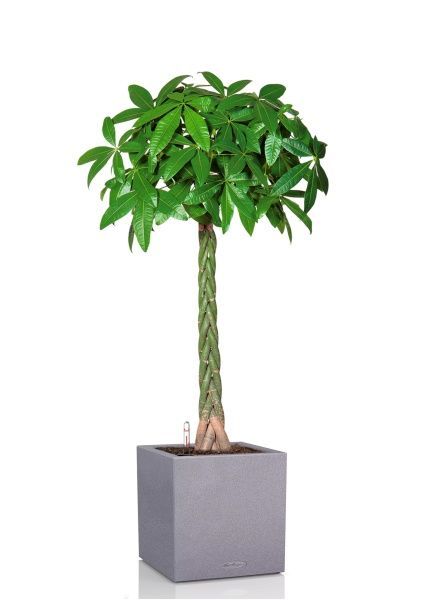 Пахира Акватика 27/150 см в CANTO STONE LOW 40