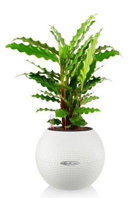 Калатея Руфибарба 12/50 см в PURO 20, белый