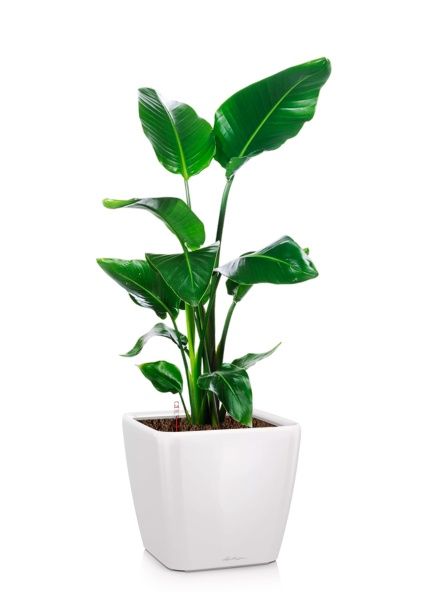 Стрелиция Николай 19/90 в QUADRO LS 28 Стрелиция Николай 19/90 в QUADRO LS 28