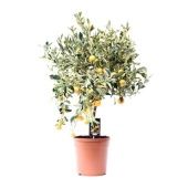 Цитрус вариегатный d22 см h75 см Цитрус вариегатный d22 см h75 см