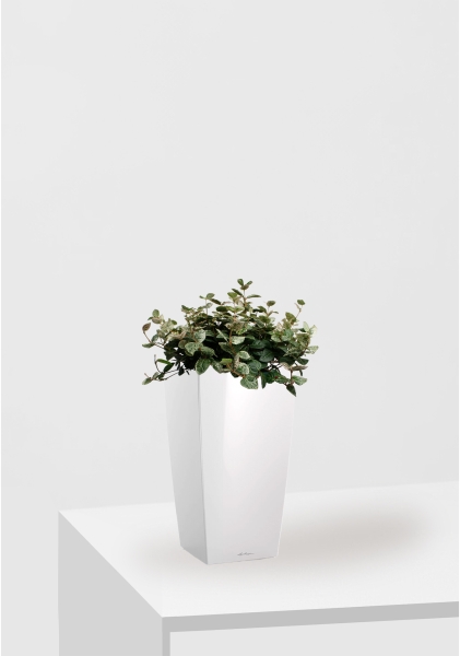 Трахелоспермум азиатский триколор 18/30 см в CUBICO 22 Трахелоспермум азиатский триколор 18/30 см в CUBICO 22