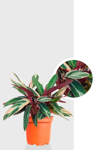 Строманта 12/40 см Строманта 12/40 см